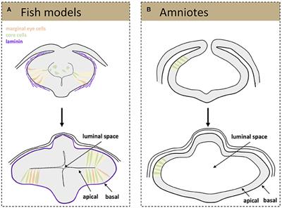 Coordinated Morphogenetic Mechanisms Shape the Vertebrate Eye